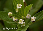 Lippia javanica