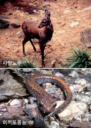 사향노루, 이끼노룡뇽