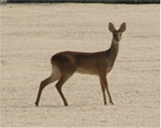 고라니