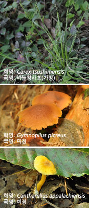 미기록 후보종 7종