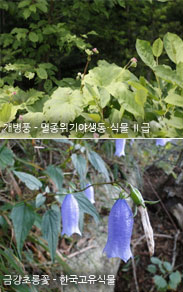 개병풍, 금강초롱꽃
