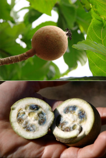 Genipa americana 열매